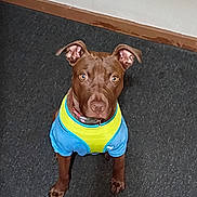 Micheal is registered to the contest to win money with this photo: animal, attentive, blue_shirt, brown_dog, canine, carpet, collar, cute, dog, domestic_animal, ears_up, floor, indoor, looking_up, pet, shirt, small_dog, waiting, yellow_shirt, young_dog