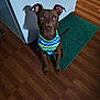 Micheal is registered to the contest to win money with this photo: alert, appliance, bandana, brown_dog, canine, companion, curious, cute, dog, domestic_animal, ears_up, flooring, green_mat, indoor, looking_up, pet, shadow, sitting, wooden_floor, zigzag_pattern