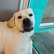 Duke joined the competition — help win amazing prizes! dog, light_fur, indoor, glass_door, window, pet, looking_back, teeth_visible, close_up, wall, turquoise, floor, collar, domestic_animal, canine, side_view, relaxed, companion, household, portrait