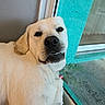 dog, light_fur, indoor, glass_door, window, pet, looking_back, teeth_visible, close_up, wall, turquoise, floor, collar, domestic_animal, canine, side_view, relaxed, companion, household, portrait