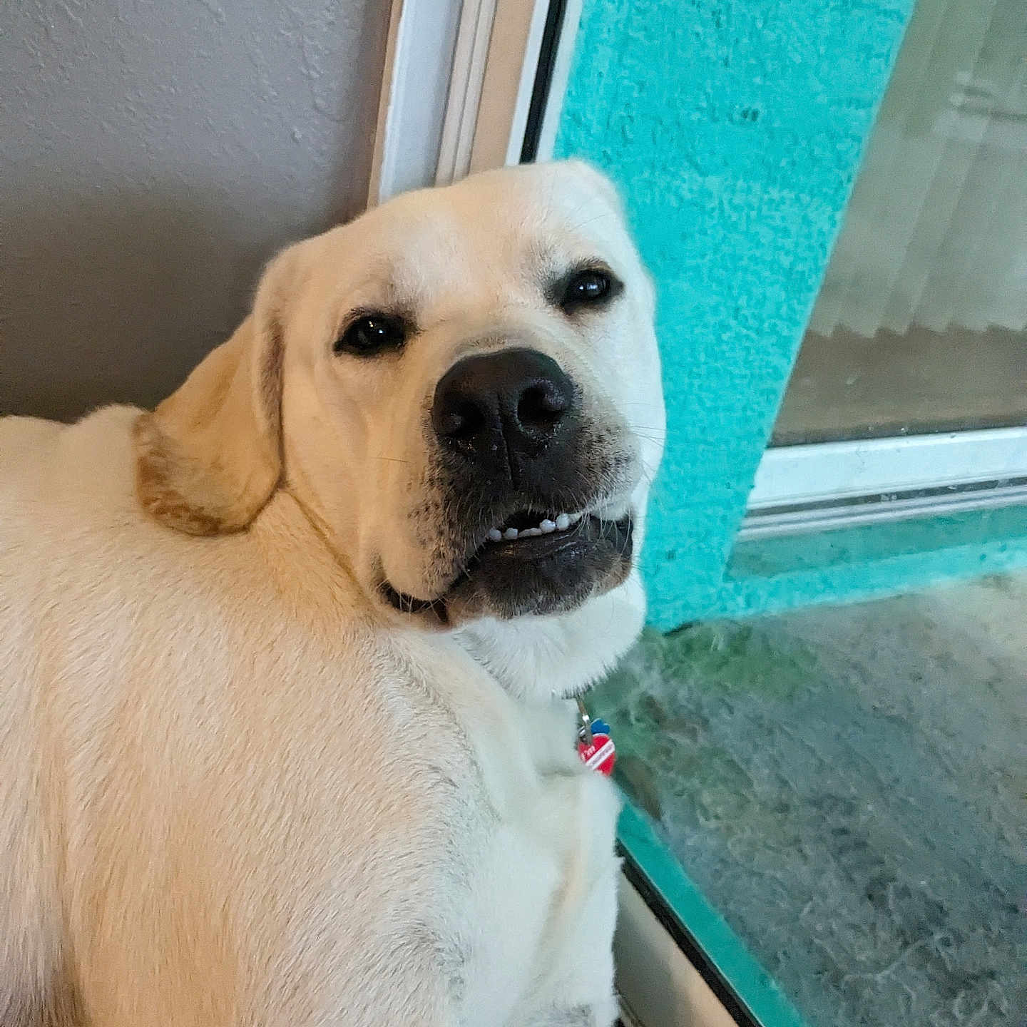 Duke