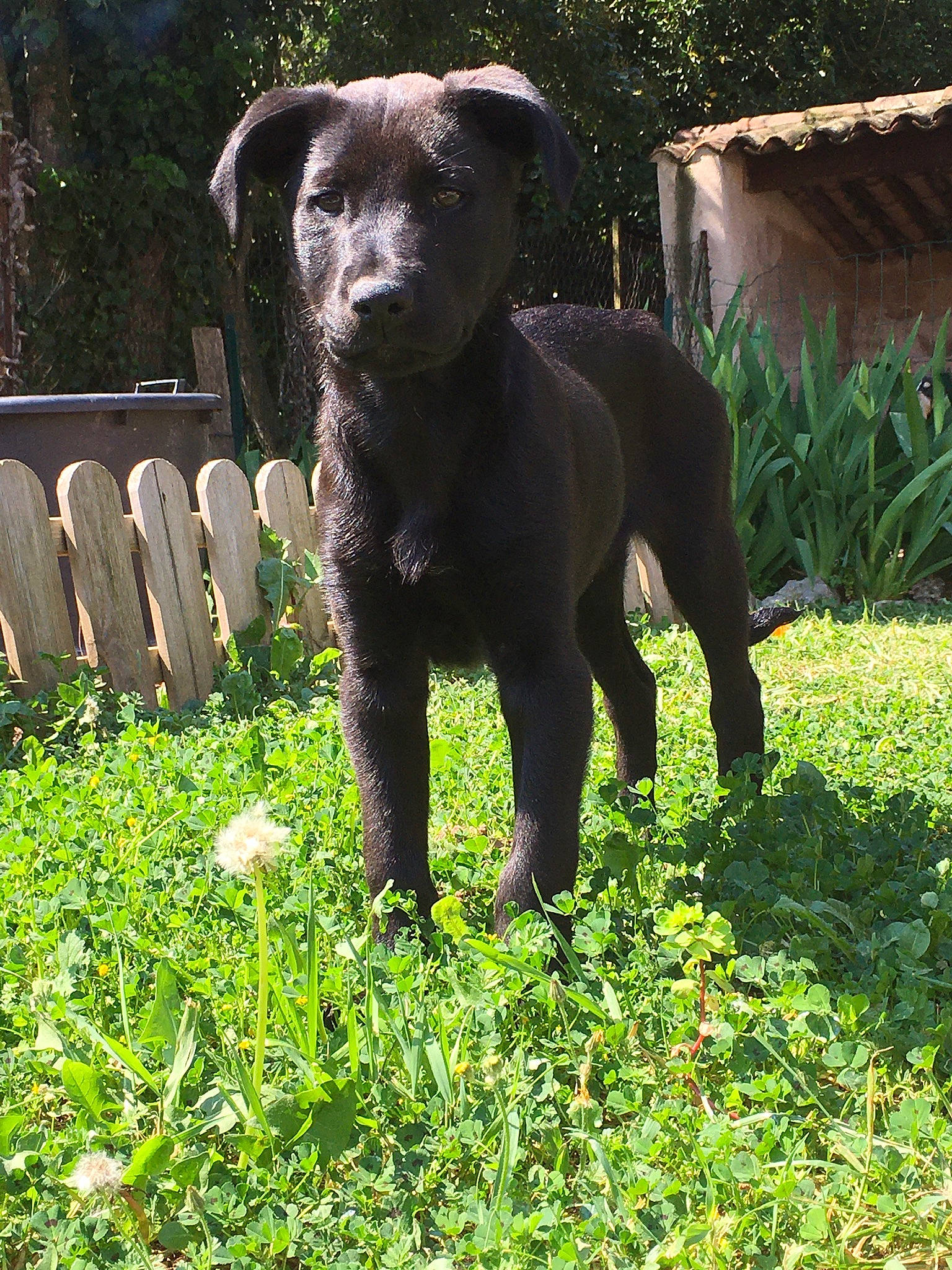 Kawa participe au concours pour gagner de l'argent avec cette photo : borador, canidae, carnivore, companion_dog, dog, dog_breed, flat_coated_retriever, grass, hunting_dog, labrador_retriever, mammal, patterdale_terrier, pointing_breed, puppy, rare_breed_dog, retriever, snout, sporting_group, vertebrate