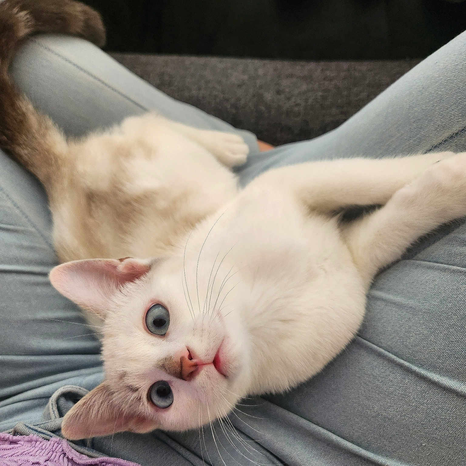 Khalessi