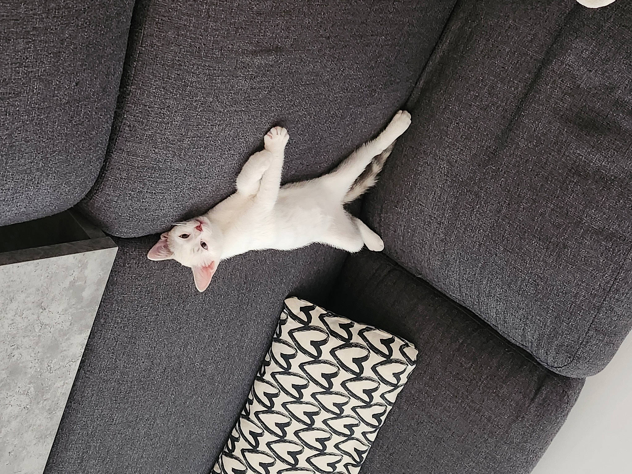 Khalessi participe au concours pour gagner de l'argent avec cette photo : canidae, carnivore, comfort, companion_dog, dog, dog_breed, fashion_accessory, fawn, flooring, foot, grey, human_leg, knee, linens, pattern, paw, room, tail, thigh, wrist