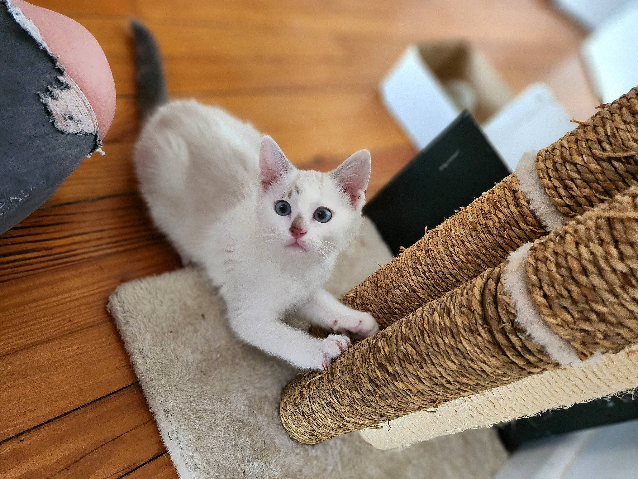 Khalessi participe au concours pour gagner de l'argent avec cette photo : basket, carnivore, cat, claw, comfort, domestic_short_haired_cat, fashion_accessory, fawn, felidae, flooring, fur, hardwood, linens, paw, rectangle, sitting, small_to_medium_sized_cats, tail, whiskers, wood