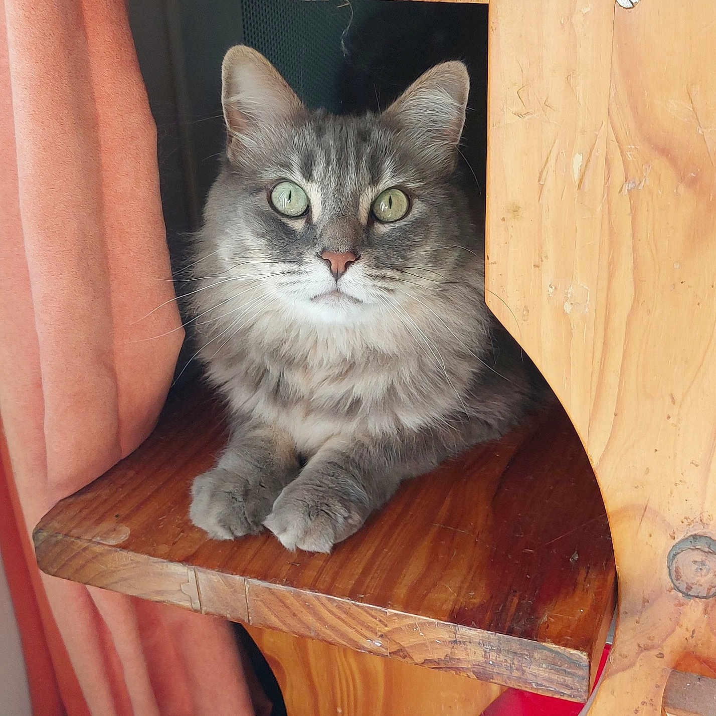 Oliver a rejoint le concours — aidez-le/la à gagner de superbes lots ! abyssinian, animal, cat, chair, closet, cupboard, den, doghouse, drawer, furniture, hardwood, indoors, kennel, kitten, manx, pet, plywood, shelf, stainedwood, wood