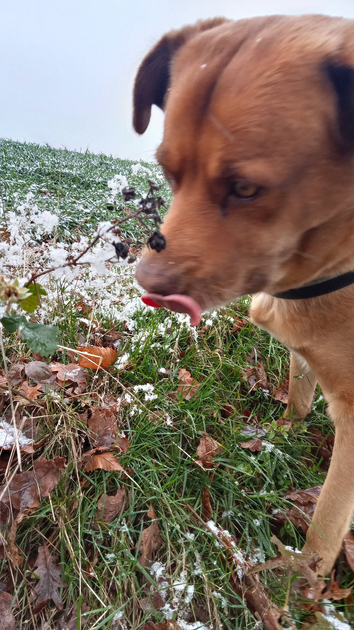 Nardja participe au concours pour gagner de l'argent avec cette photo : canidae, carnivore, companion_dog, dog, dog_breed, dog_collar, fawn, flower, grass, herbaceous_plant, hunting_dog, liver, plant, sky, snout, sporting_group, tail, terrestrial_animal, whiskers, working_animal