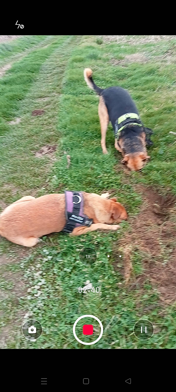 Nardja participe au concours pour gagner de l'argent avec cette photo : adventure, carnivore, companion_dog, dog, dog_breed, fawn, fun, grass, grassland, groundcover, landscape, leisure, pasture, people_in_nature, plant, recreation, soil, watch, working_animal, wrist