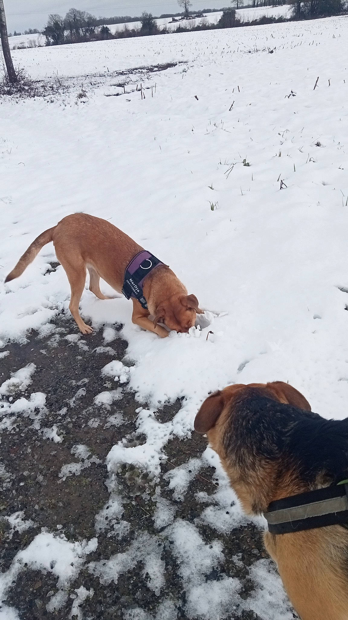 Nardja a rejoint le concours — aidez-le/la à gagner de superbes lots ! brown, canidae, carnivore, companion_dog, dog, dog_breed, dog_supply, fawn, freezing, hunting_dog, pet_supply, slope, snow, sporting_group, tail, winter, working_animal, working_dog