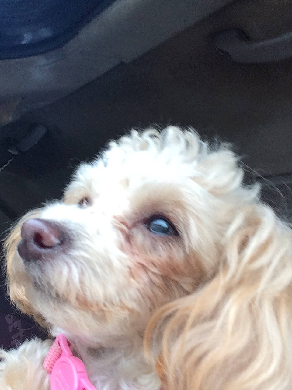 April is registered to the contest to win money with this photo: canidae, carnivore, companion_dog, dog, dog_breed, dog_collar, eye, glasses, labradoodle, liver, poodle, puppy_love, shih_poo, small_terrier, snout, sporting_group, sunglasses, terrier, toy_dog, water_dog