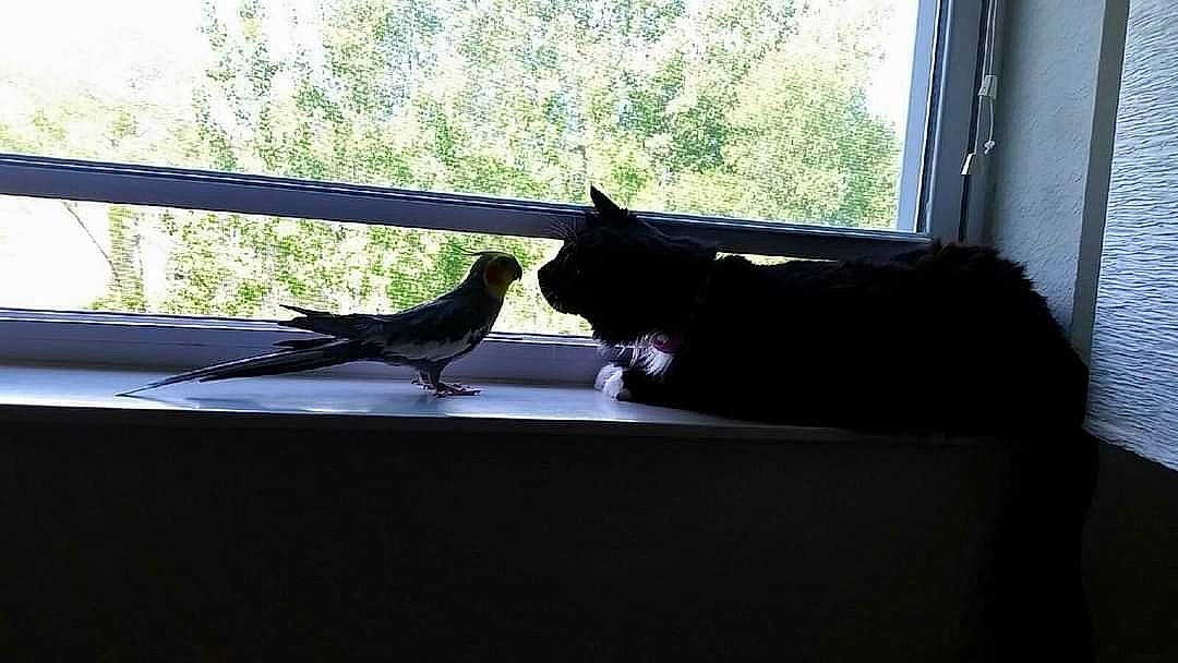 Kiki joined the competition — help win amazing prizes! beak, bird, cat, crow_like_bird, feather, felidae, glass, perching_bird, plant, sash_window, shade, shadow, small_to_medium_sized_cats, songbird, tail, tints_and_shades, tree, window, wing, wood