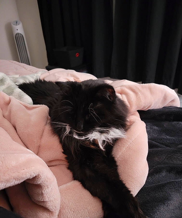 Kiki joined the competition — help win amazing prizes! black_cat, carnivore, cat, claw, comfort, curtain, domestic_short_haired_cat, felidae, finger, foot, fur, gesture, hand, nail, small_to_medium_sized_cats, snout, tail, thumb, whiskers, wrist