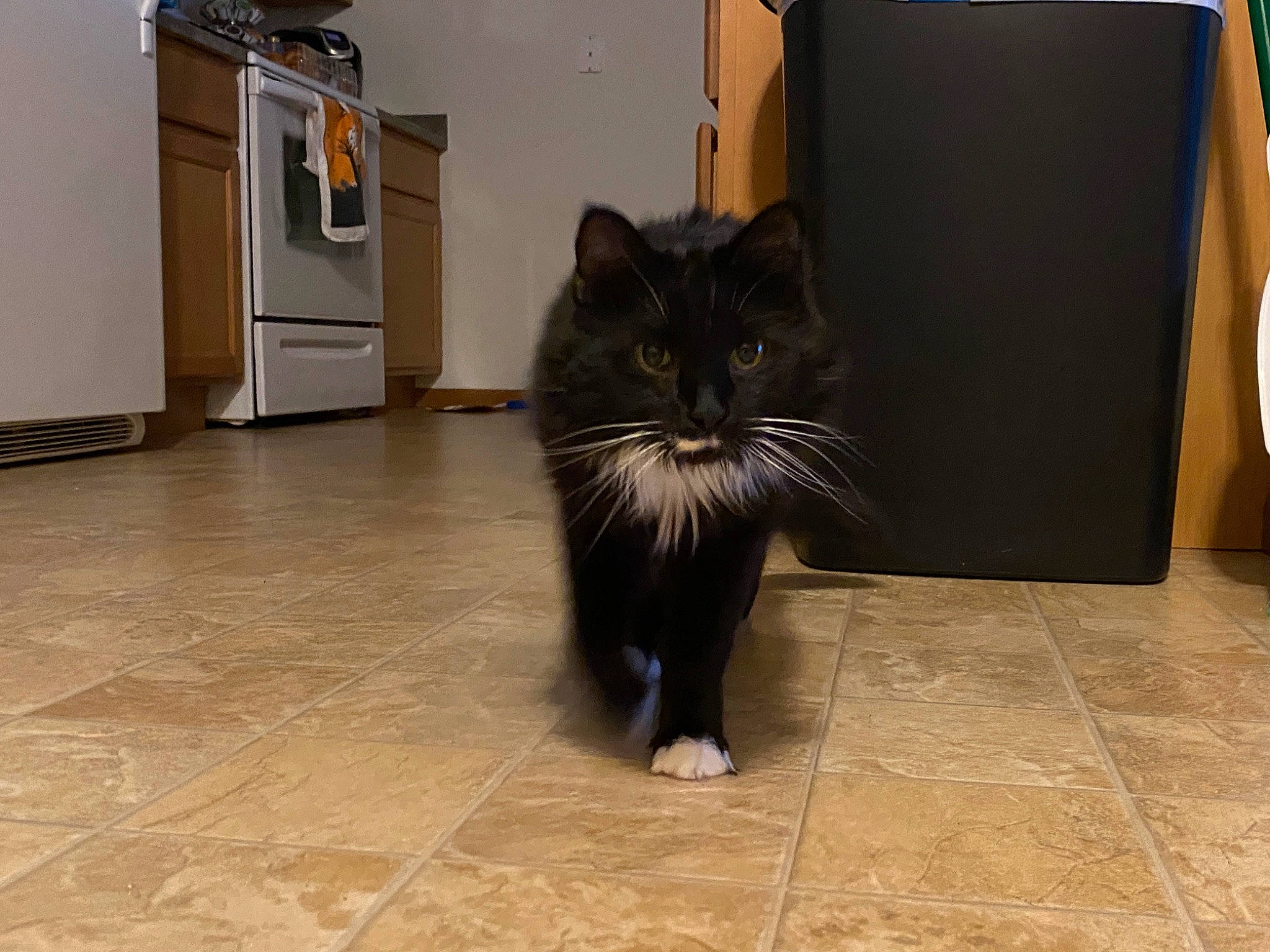 Kiki is registered to the contest to win money with this photo: cabinetry, carnivore, cat, domestic_short_haired_cat, felidae, floor, flooring, fur, grey, hardwood, kitchen_appliance, laminate_flooring, refrigerator, small_to_medium_sized_cats, snout, tail, terrestrial_animal, tile_flooring, whiskers, wood