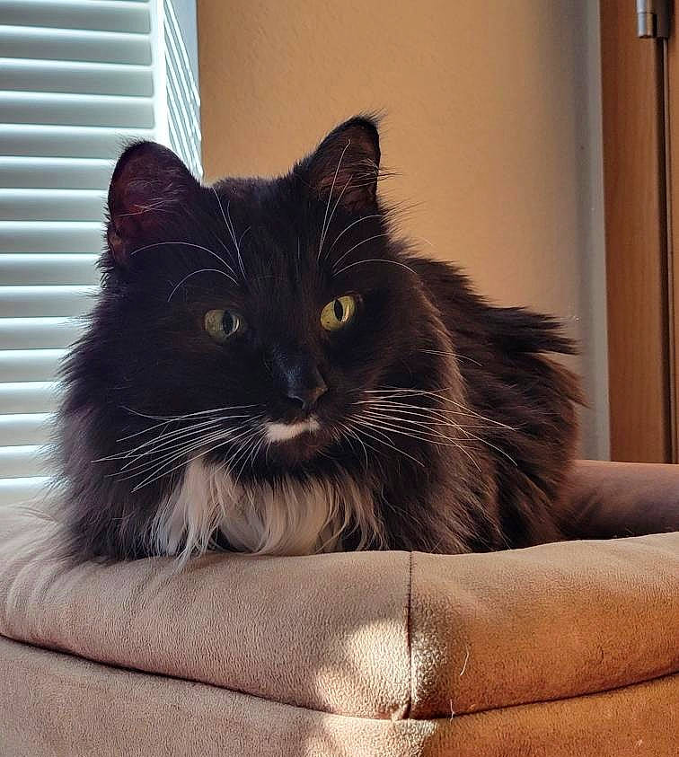Kiki is registered to the contest to win money with this photo: black_cat, box, carnivore, cat, claw, comfort, domestic_short_haired_cat, felidae, fur, grey, paw, room, sitting, small_to_medium_sized_cats, snout, tail, tints_and_shades, whiskers, window, window_blind