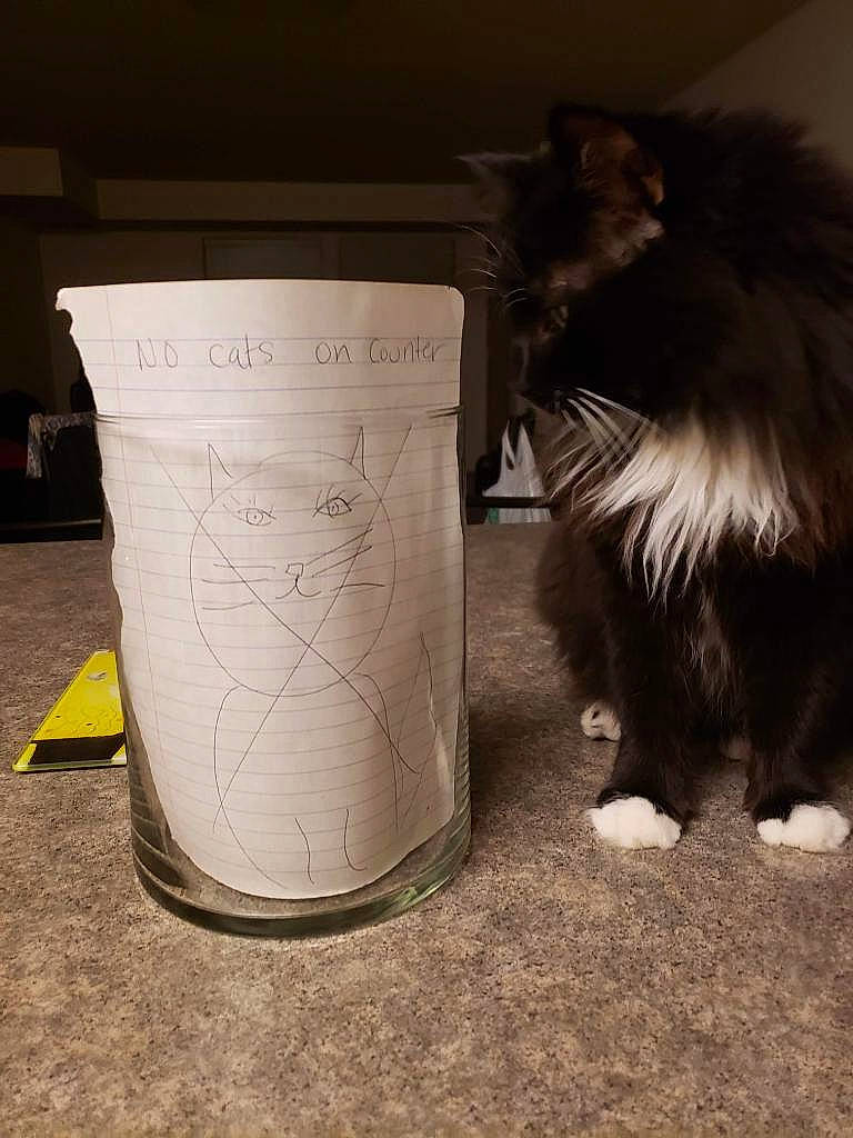 Kiki is registered to the contest to win money with this photo: black_cat, british_longhair, bucket, carnivore, cat, cup, cylinder, domestic_short_haired_cat, drinkware, felidae, flooring, fur, gas, handwriting, paper, small_to_medium_sized_cats, snout, tail, waste_containment, whiskers