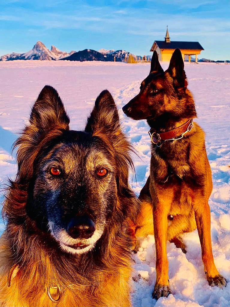 Jiji a rejoint le concours — aidez-le/la à gagner de superbes lots ! canidae, canis, carnivore, cloud, dog, dog_breed, east_european_shepherd, german_shepherd_dog, guard_dog, herding_dog, king_shepherd, mountain, old_german_shepherd_dog, photograph, recreation, sky, snow, sporting_group, winter, working_dog