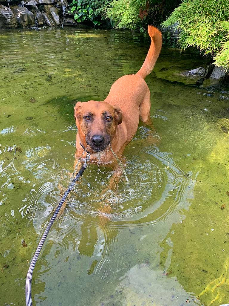 Lilou a rejoint le concours — aidez-le/la à gagner de superbes lots ! body_of_water, canidae, carnivore, companion_dog, dog, dog_breed, fawn, grass, gun_dog, leisure, plant, puddle, recreation, sporting_group, tail, tree, water, water_resources, watercourse, working_animal