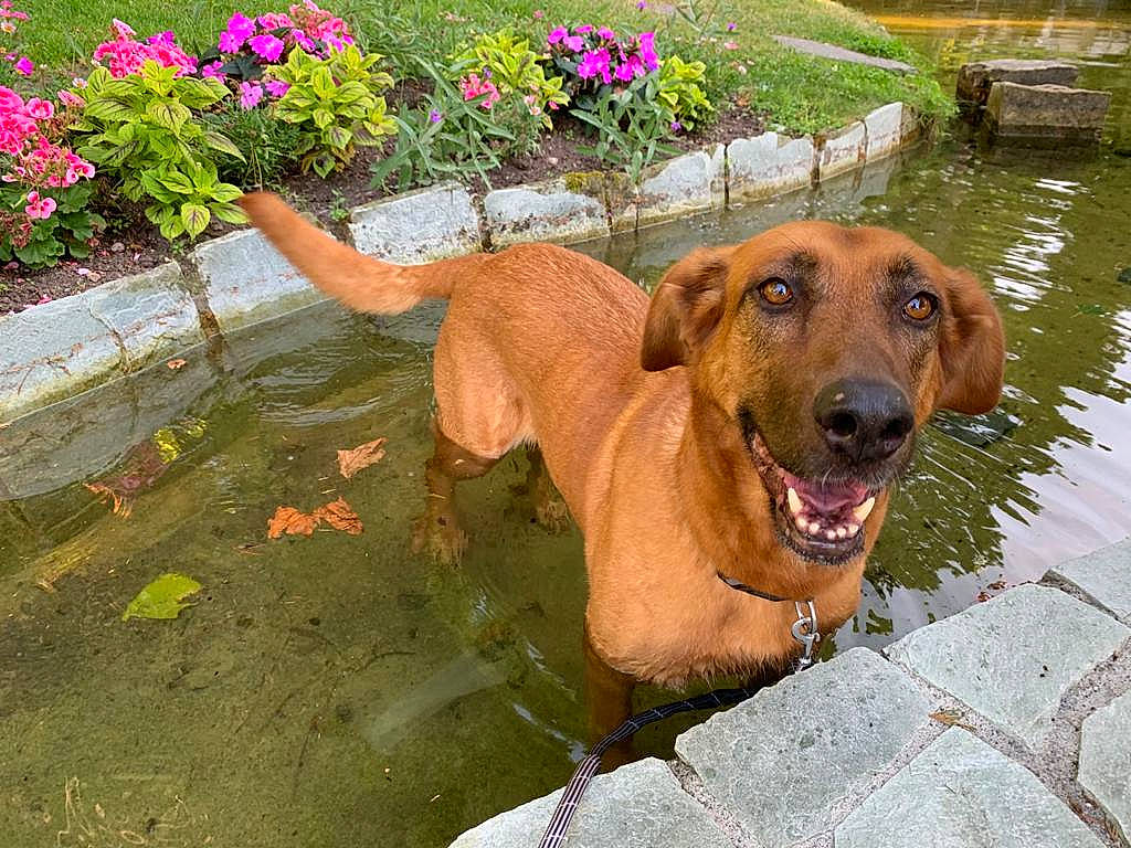 Lilou a rejoint le concours — aidez-le/la à gagner de superbes lots ! annual_plant, canidae, carnivore, collar, companion_dog, dog, dog_breed, dog_collar, fawn, flower, flowerpot, grass, gun_dog, leisure, liver, plant, snout, sporting_group, water, working_animal