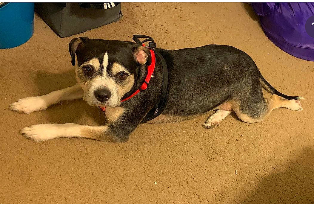 Rani is registered to the contest to win money with this photo: canidae, carnivore, collar, companion_dog, dog, dog_breed, dog_collar, dog_supply, flooring, leash, paw, pet_supply, puppy, sporting_group, tail, terrier, waste_container, working_animal, working_dog