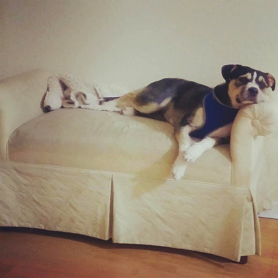 Rani is registered to the contest to win money with this photo: bored, canidae, carnivore, comfort, companion_dog, couch, dog, dog_breed, dog_supply, fawn, flooring, hardwood, linens, pet_supply, snout, sporting_group, tail, toy_dog, wood, working_animal