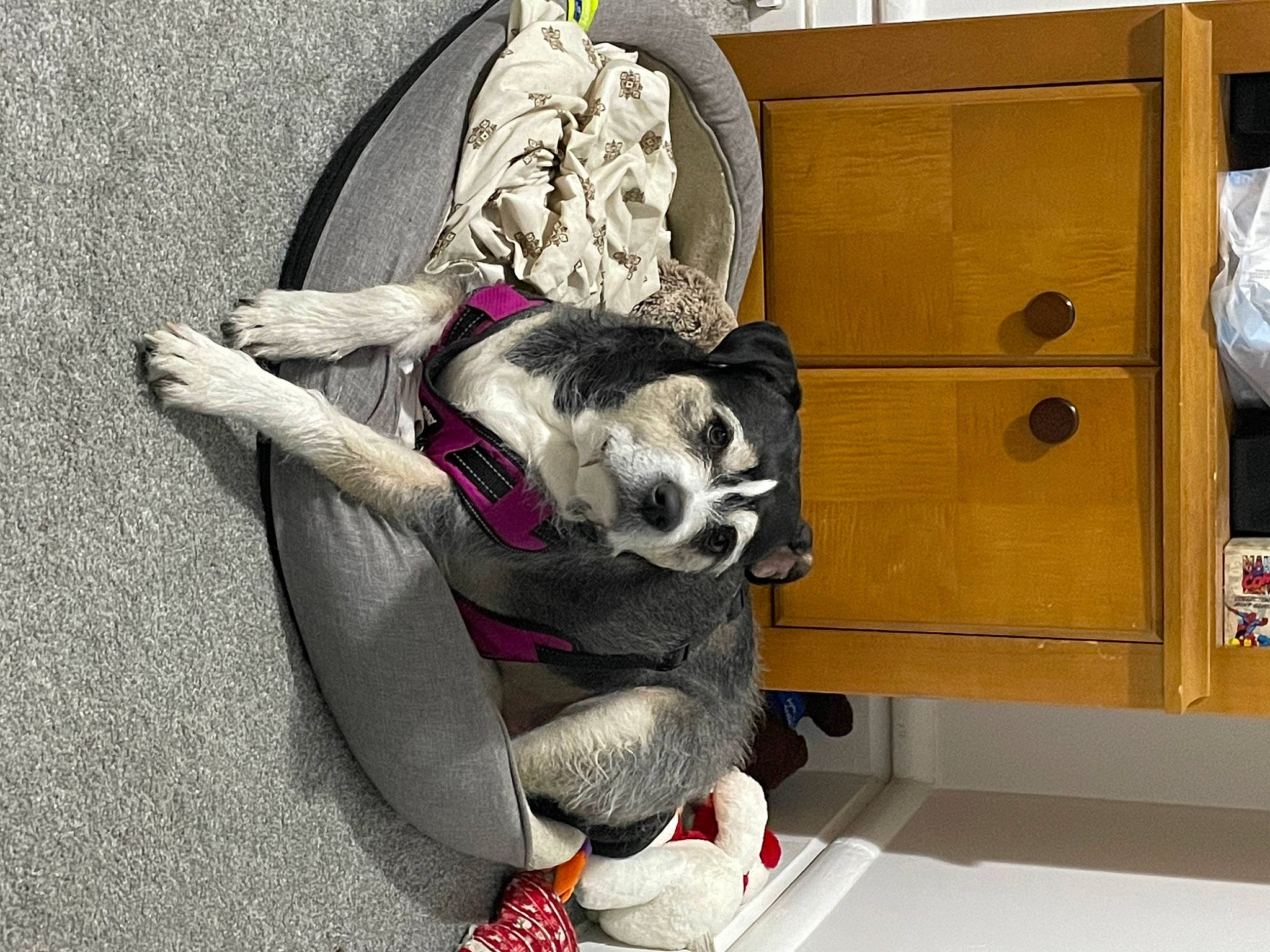 Rani is registered to the contest to win money with this photo: art, bag, canidae, carmine, carnivore, comfort, companion_dog, dog, dog_breed, dog_supply, fashion_accessory, fawn, fictional_character, fur, leash, luggage_and_bags, sporting_group, tail, visual_arts