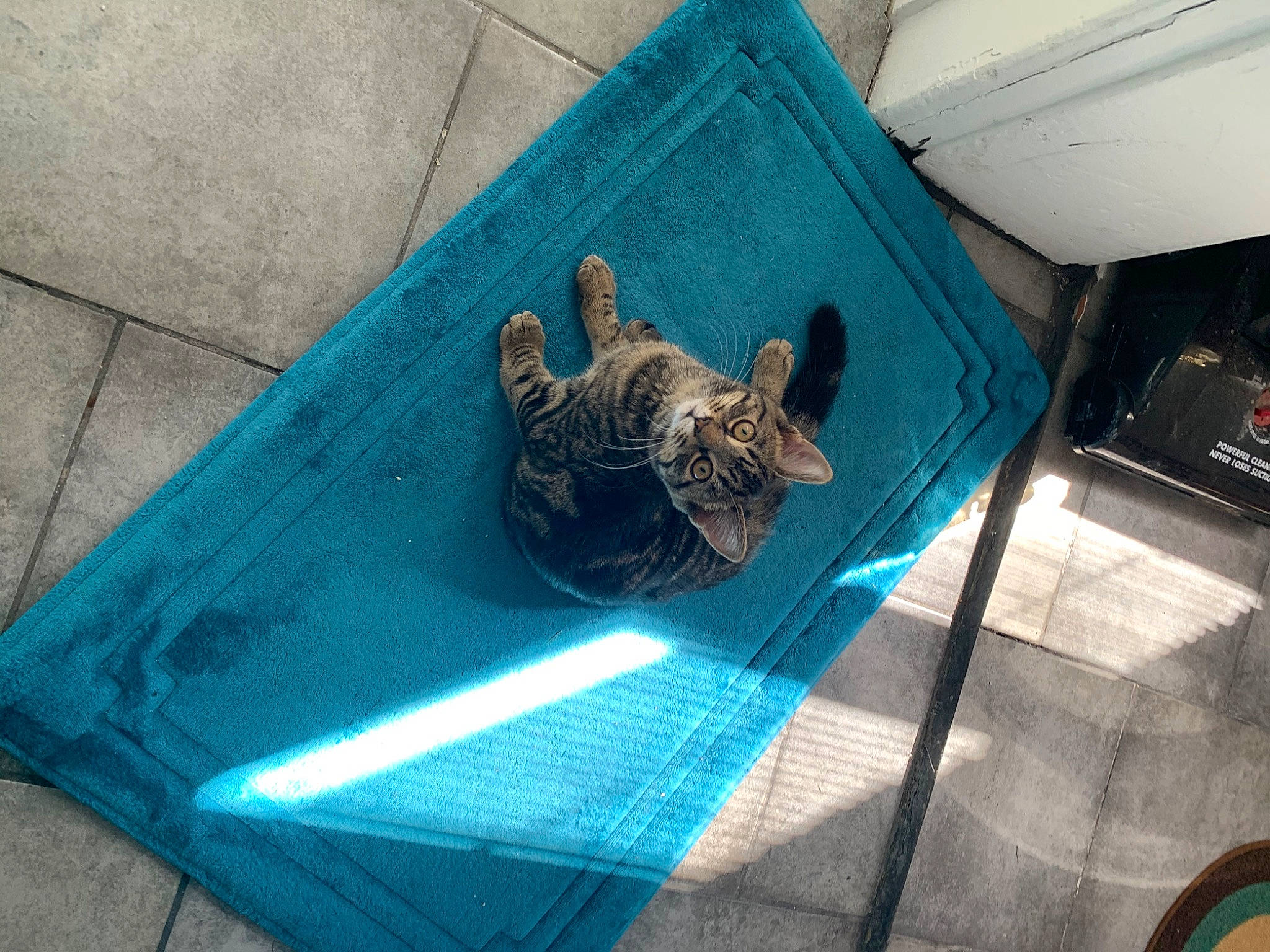 Tinky joined the competition — help win amazing prizes! black_cat, canidae, carnivore, cat, chair, comfort, dog_breed, domestic_short_haired_cat, electric_blue, felidae, flooring, grass, leisure, linens, pattern, small_to_medium_sized_cats, snout, sporting_group, tail, whiskers