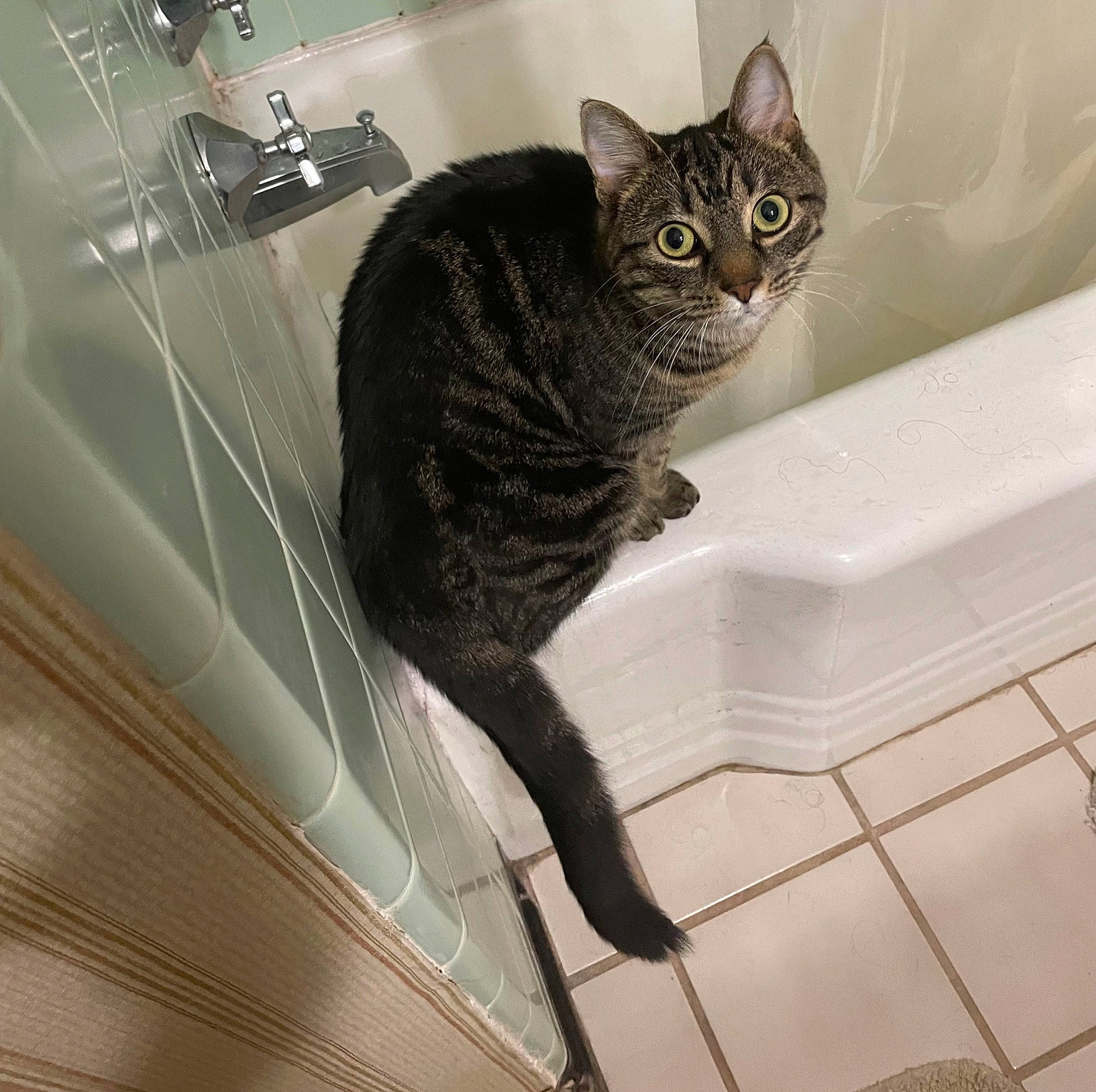Tinky is registered to the contest to win money with this photo: carnivore, cat, cat_supply, domestic_short_haired_cat, door, felidae, flooring, fur, metal, plumbing, plumbing_fixture, rectangle, sink, small_to_medium_sized_cats, tail, tap, terrestrial_animal, tile, whiskers, window