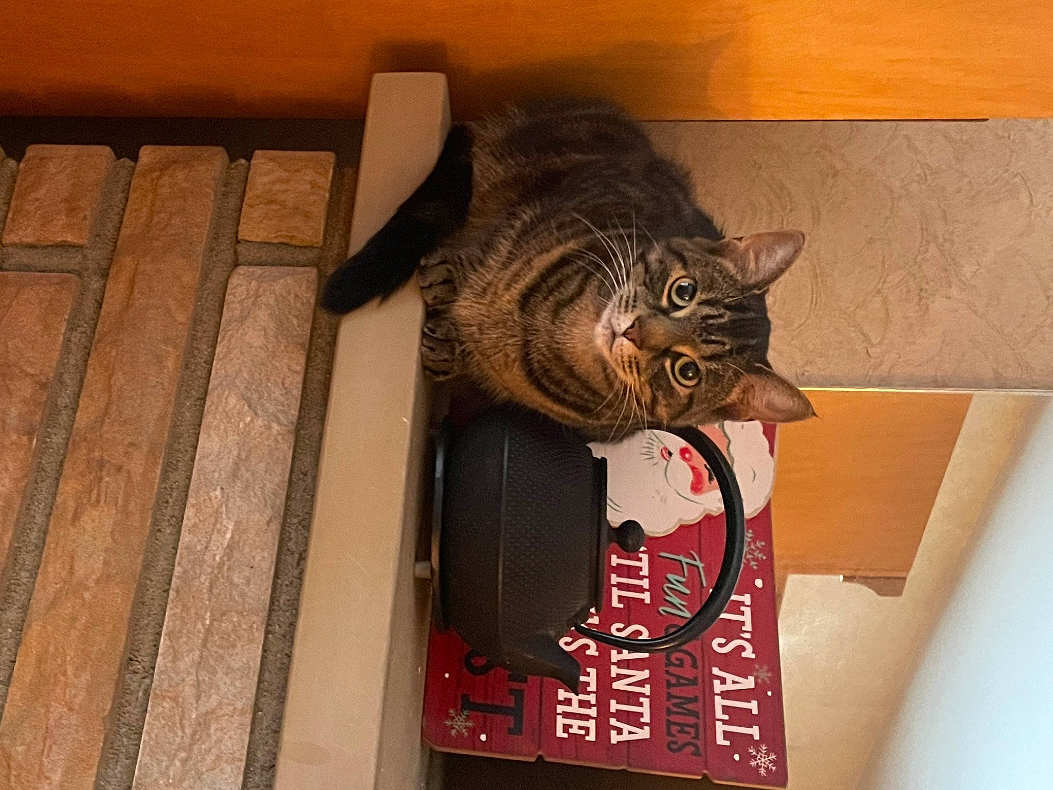 Tinky is registered to the contest to win money with this photo: black_cat, carmine, carnivore, cat, cat_supply, domestic_short_haired_cat, felidae, flooring, fur, hardwood, room, small_to_medium_sized_cats, tail, terrestrial_animal, vertebrate, whiskers, wood