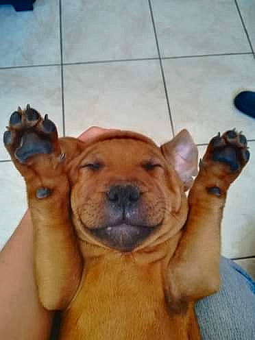 Panzer a rejoint le concours — aidez-le/la à gagner de superbes lots ! american_pit_bull_terrier, american_staffordshire_terrier, black_mouth_cur, boerboel, canidae, carnivore, dog, dog_breed, fawn, mammal, non_sporting_group, puppy, shar_pei, sporting_group, staffordshire_bull_terrier, vertebrate