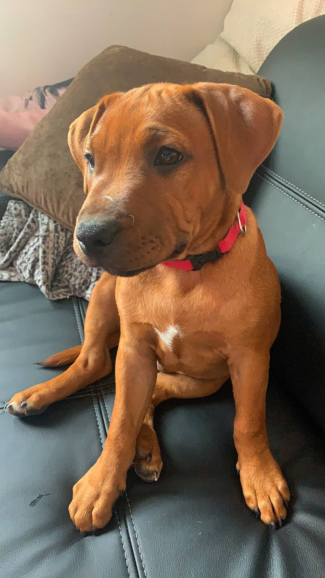 Panzer participe au concours pour gagner de l'argent avec cette photo : black_mouth_cur, canidae, carnivore, companion_dog, dog, dog_breed, fawn, hound, mammal, molosser, rare_breed_dog, rhodesian_ridgeback, snout, sporting_group, tosa, vertebrate