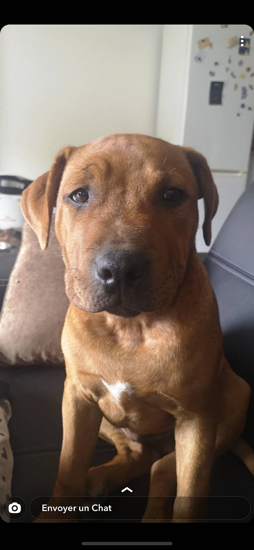 Panzer a rejoint le concours — aidez-le/la à gagner de superbes lots ! american_pit_bull_terrier, black_mouth_cur, boerboel, broholmer, canidae, carnivore, catahoula_bulldog, companion_dog, dog, dog_breed, fawn, mammal, molosser, mountain_cur, rare_breed_dog, rhodesian_ridgeback, snout, sporting_group, tosa, vertebrate