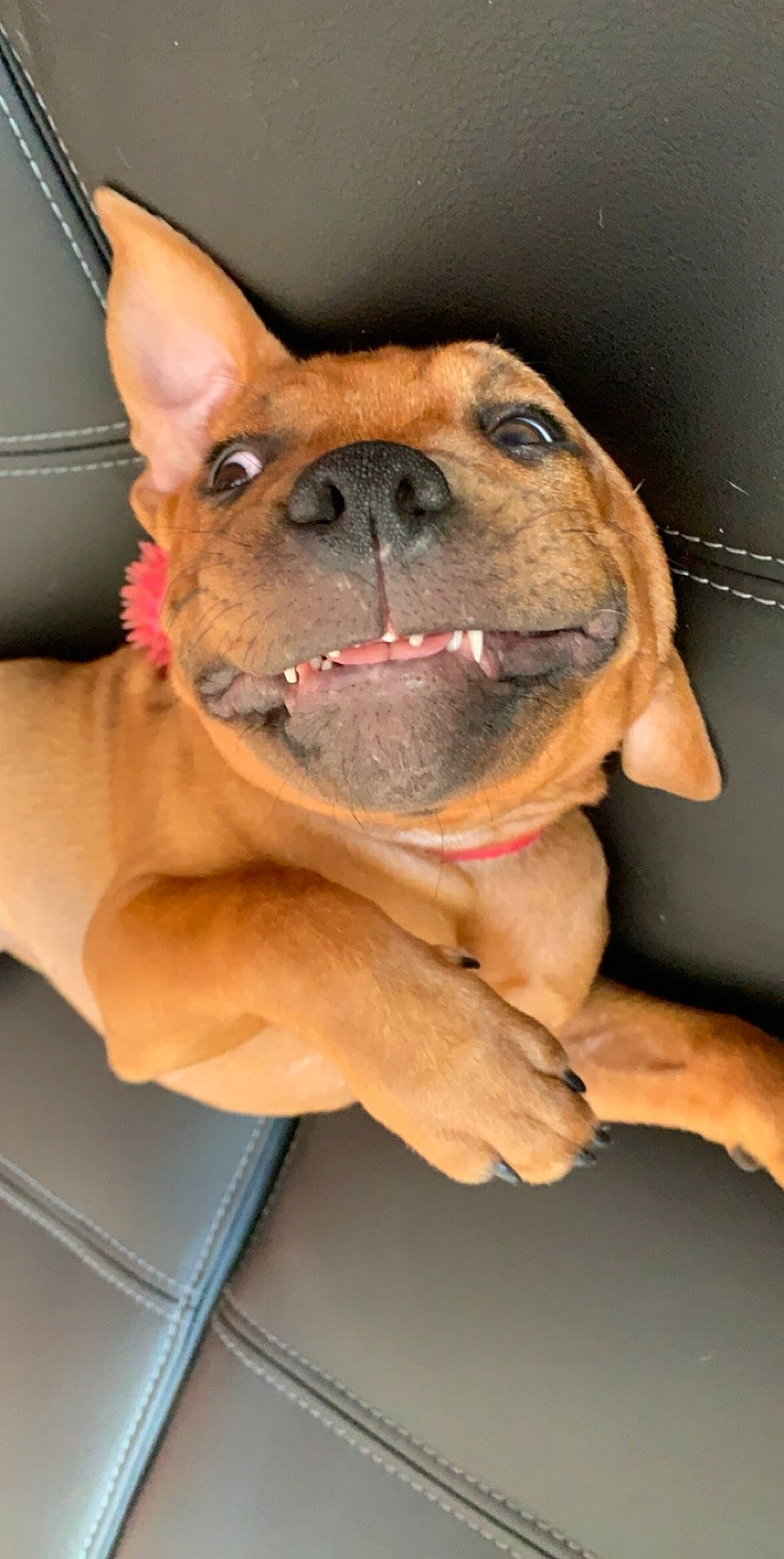 Panzer participe au concours pour gagner de l'argent avec cette photo : canidae, carnivore, companion_dog, dog, dog_breed, ear, fawn, french_bulldog, mammal, non_sporting_group, puggle, puppy, snout, sporting_group, vertebrate, whiskers