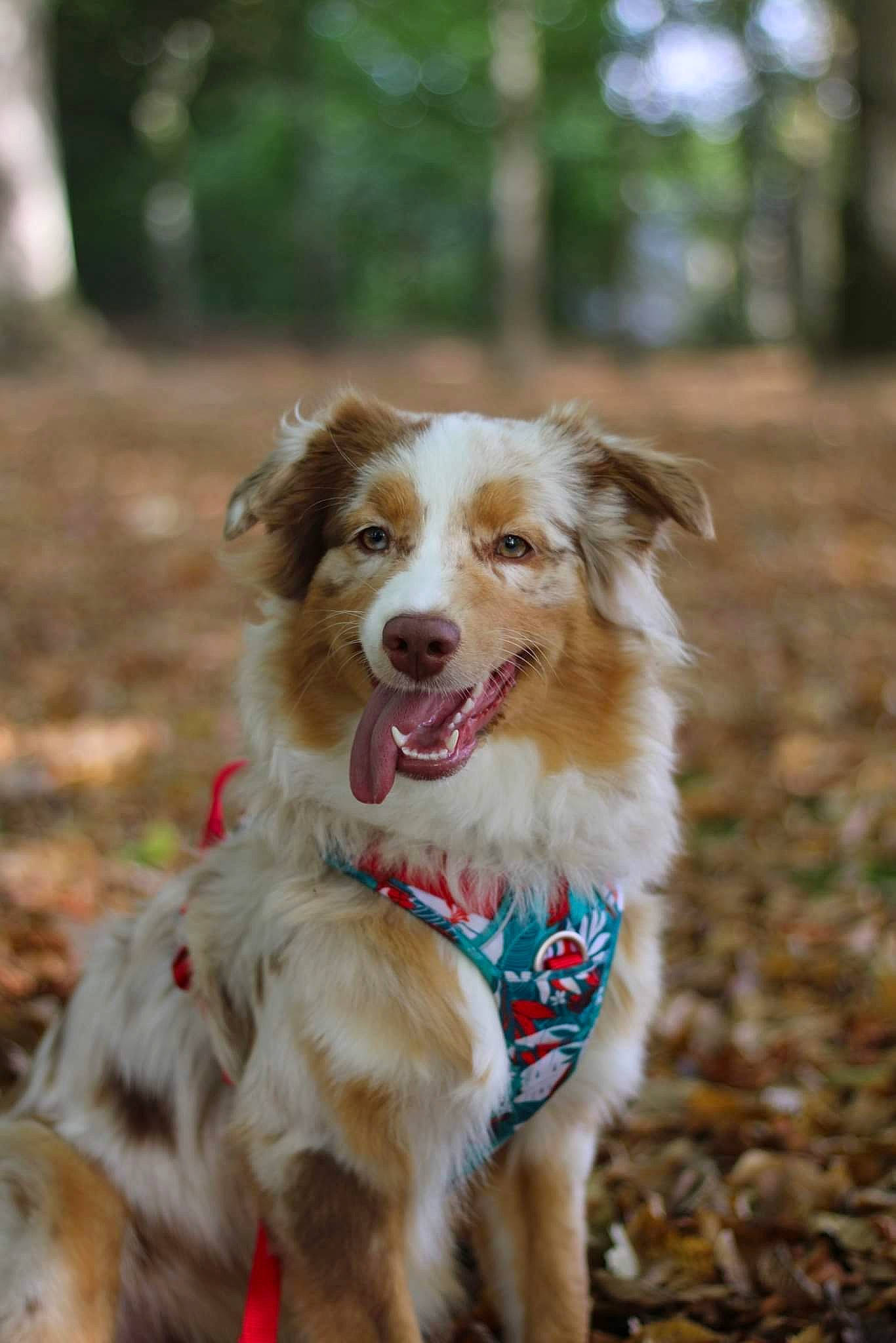 Opale a rejoint le concours — aidez-le/la à gagner de superbes lots ! ball, border_collie, canidae, carnivore, companion_dog, dog, dog_breed, dog_collar, dog_supply, fawn, fur, grass, gun_dog, plant, recreation, snout, sporting_group, terrestrial_animal, tree, working_dog