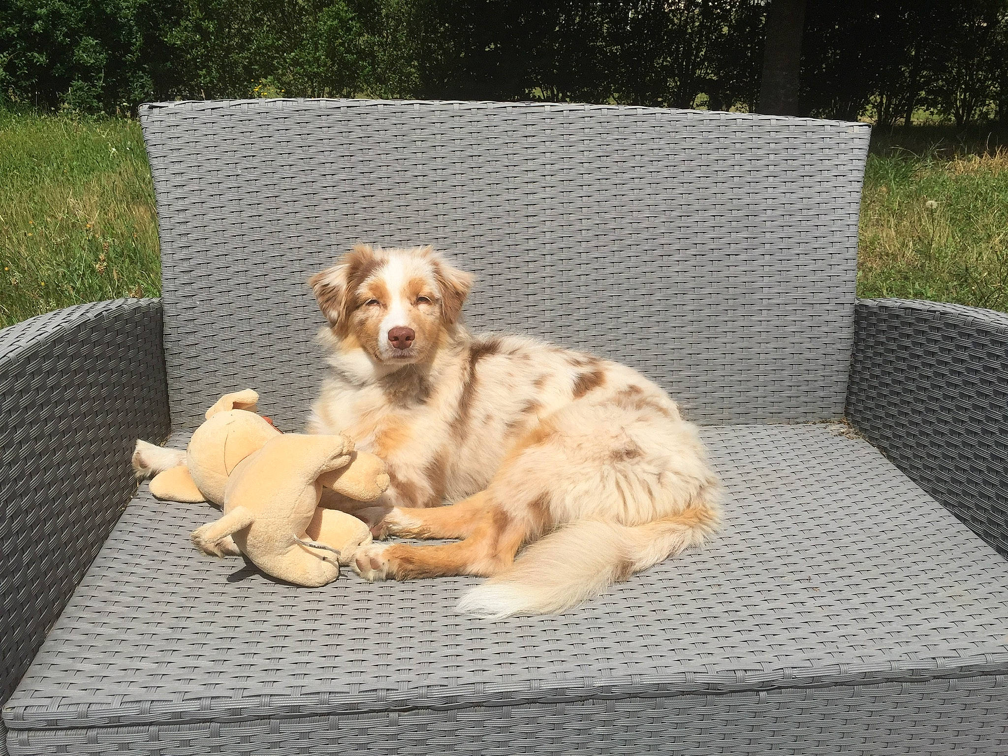 Opale participe au concours pour gagner de l'argent avec cette photo : canidae, carnivore, companion_dog, couch, dog, dog_breed, dog_supply, fawn, fur, grass, outdoor_bench, outdoor_furniture, outdoor_sofa, paw, pet_supply, plant, retriever, toy, tree, working_animal