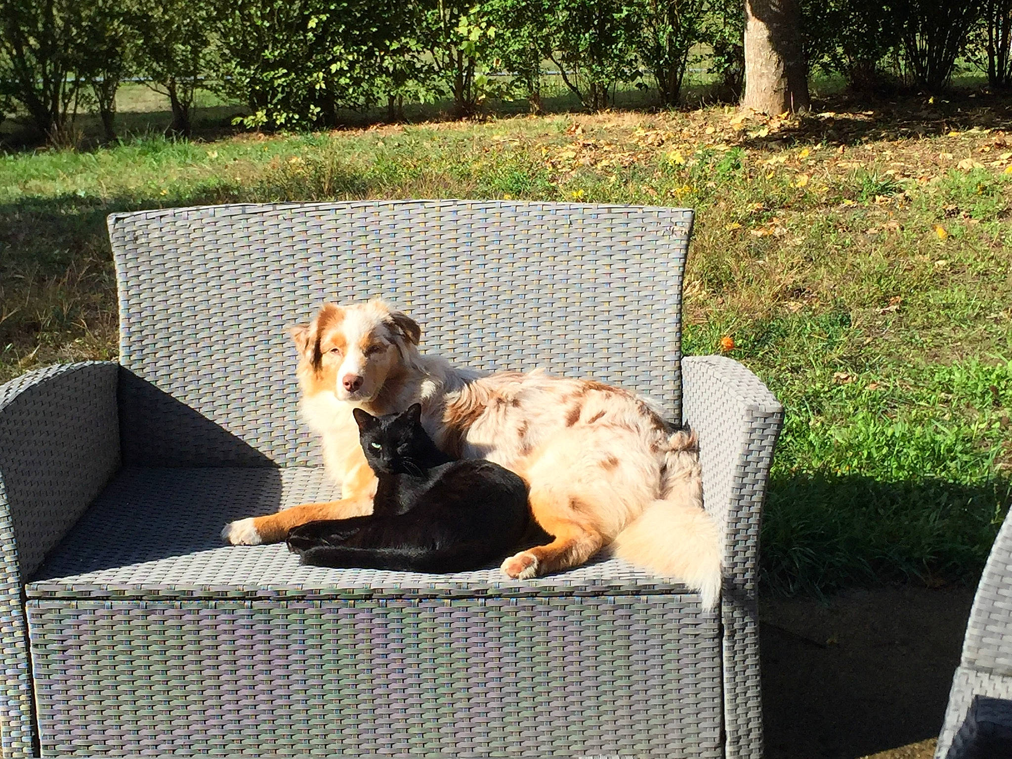 Opale participe au concours pour gagner de l'argent avec cette photo : canidae, carnivore, comfort, companion_dog, dog, dog_breed, dog_supply, fawn, gas, grass, leisure, outdoor_furniture, outdoor_sofa, pet_supply, plant, rectangle, snout, sporting_group, tail, tree