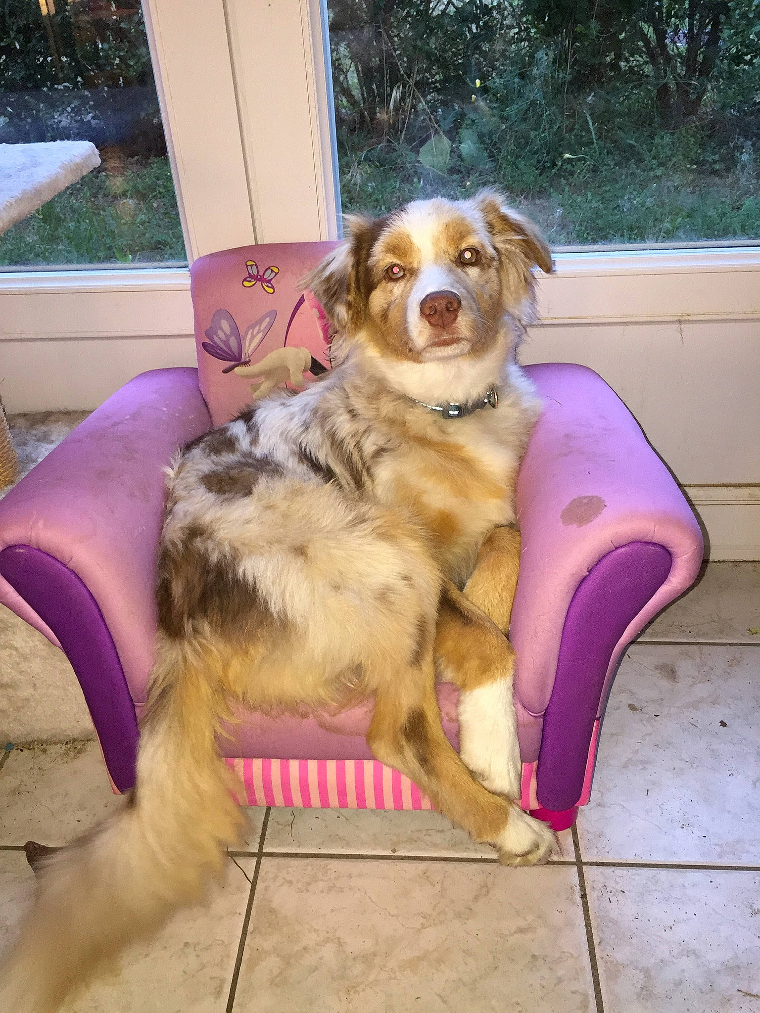 Opale participe au concours pour gagner de l'argent avec cette photo : canidae, carnivore, chair, companion_dog, dog, dog_breed, dog_supply, fawn, fur, gun_dog, herding_dog, paw, pet_supply, plant, sitting, snout, sporting_group, tree, working_animal, working_dog