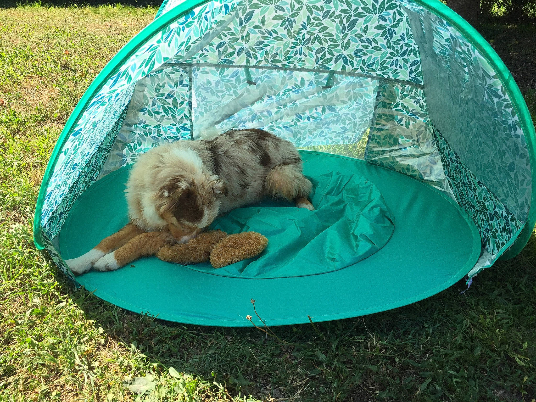 Opale participe au concours pour gagner de l'argent avec cette photo : canidae, carnivore, circle, companion_dog, dishware, dog, dog_breed, grass, green, liver, recreation, shih_tzu, sporting_group, toy_dog