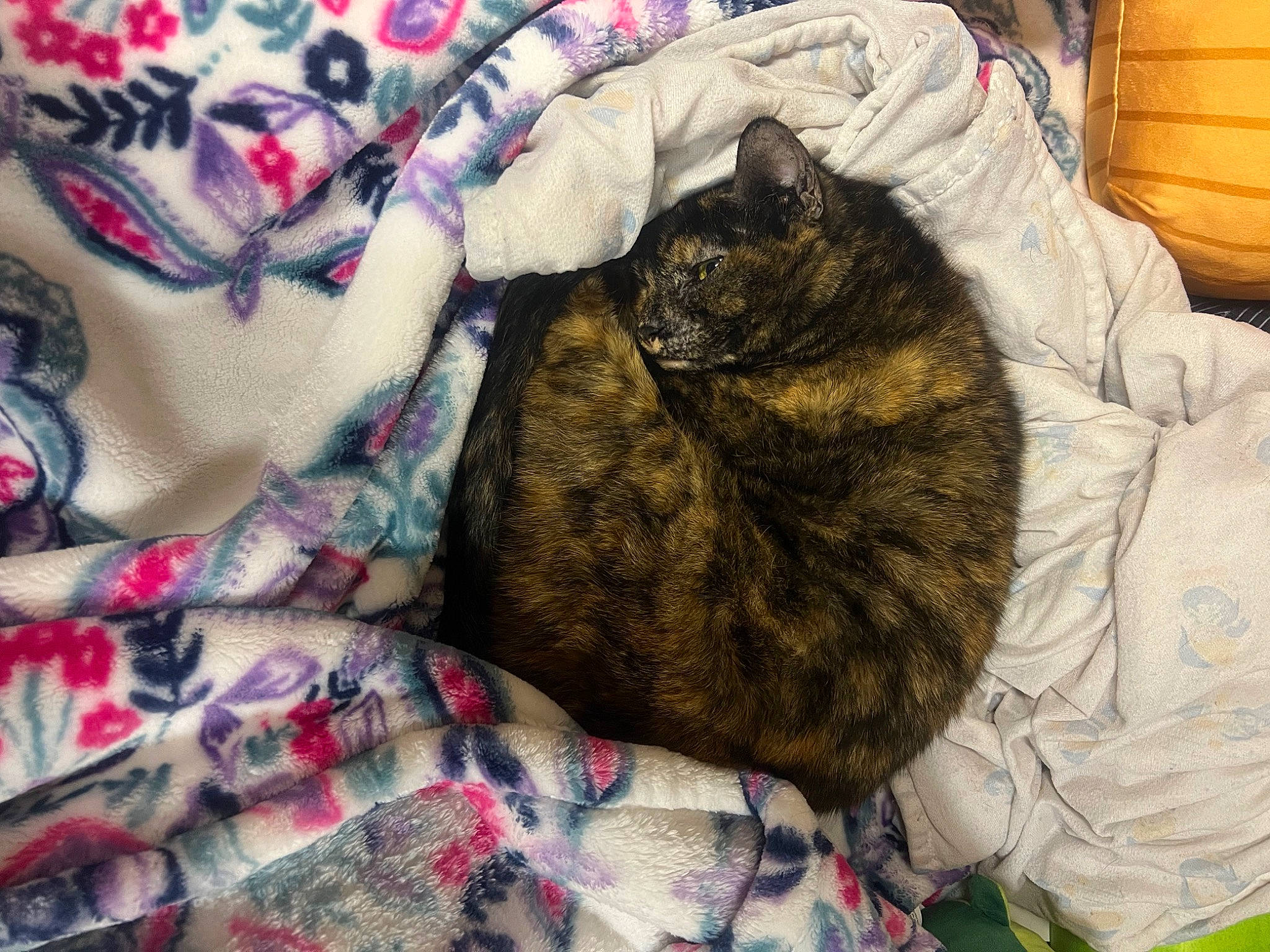 Annabelle joined the competition — help win amazing prizes! barrel, bed, bed_sheet, bedding, bombay, canidae, carnivore, cat, comfort, domestic_short_haired_cat, felidae, fur, linens, pattern, plaid, small_to_medium_sized_cats, sporting_group, tail, textile, whiskers