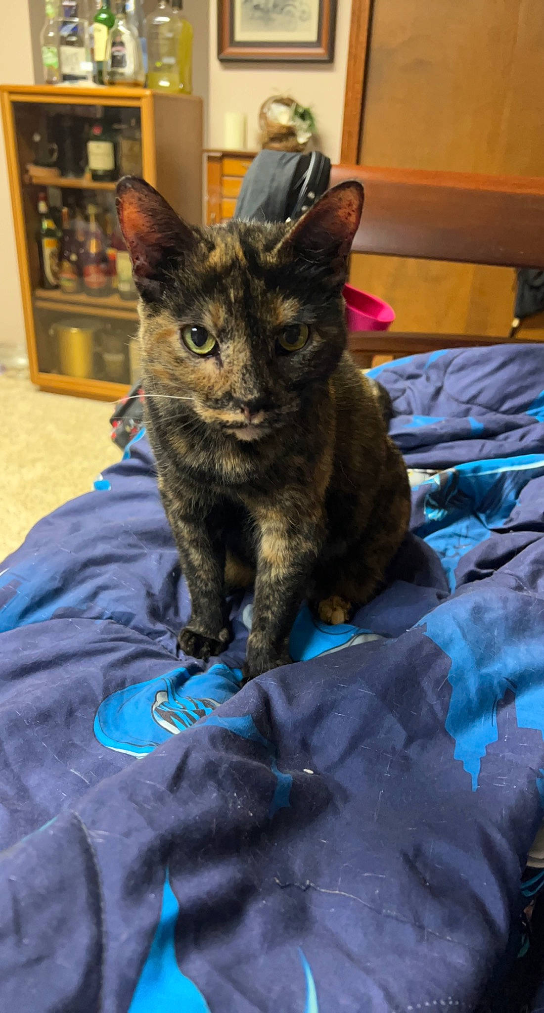 Annabelle is registered to the contest to win money with this photo: cabinetry, canidae, carnivore, cat, claw, comfort, dog_breed, domestic_short_haired_cat, electric_blue, felidae, fur, linens, paw, shelf, sitting, small_to_medium_sized_cats, snout, tail, terrestrial_animal, whiskers