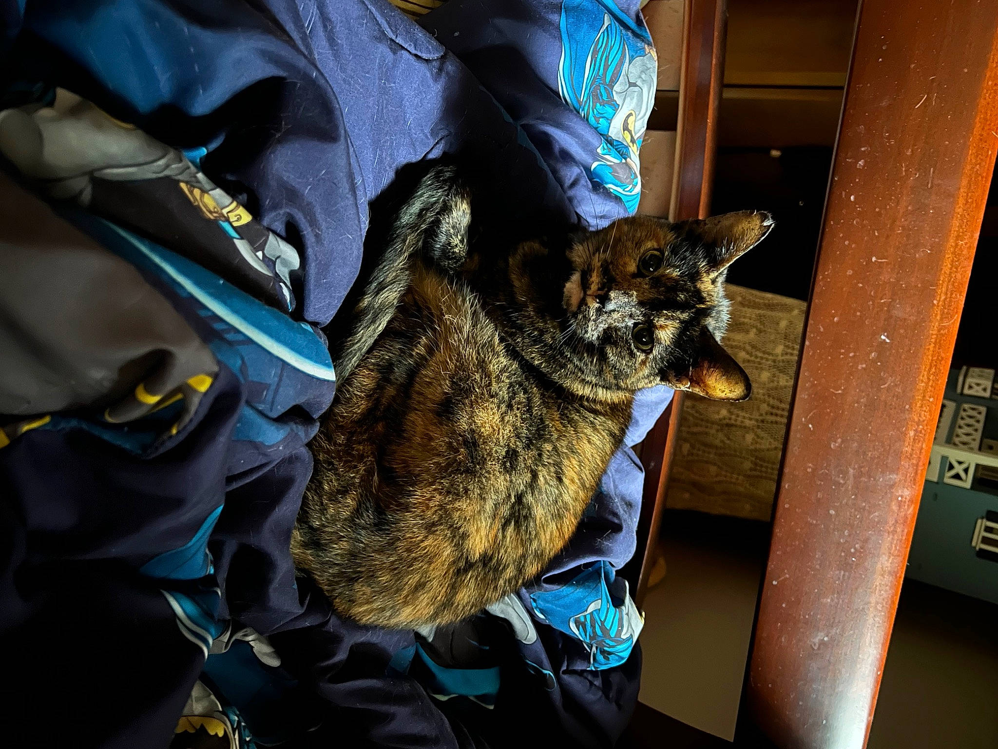 Annabelle joined the competition — help win amazing prizes! army, canidae, carnivore, cat, claw, dog_breed, domestic_short_haired_cat, electric_blue, felidae, fur, gesture, law_enforcement, military, military_camouflage, military_person, military_uniform, small_to_medium_sized_cats, sporting_group, tail, whiskers