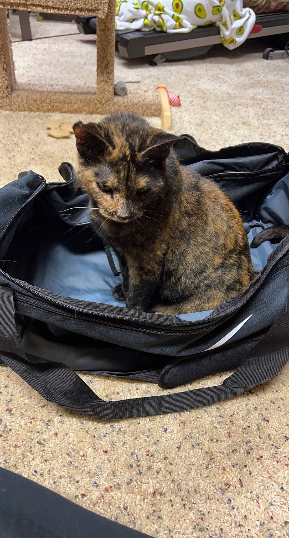 Annabelle is registered to the contest to win money with this photo: bag, canidae, carnivore, cat, claw, comfort, dog_breed, domestic_short_haired_cat, felidae, fur, luggage_and_bags, sitting, small_to_medium_sized_cats, snout, sporting_group, terrestrial_animal, whiskers