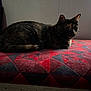 Mel joined the competition — help win amazing prizes! cat, tortoiseshell, quilt, red, gray, pattern, indoor, feline, pet, animal, resting, lying_down, calm, curious, bed, furniture, cozy, quiet, dim_light, wall
