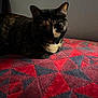 cat, tortoiseshell, feline, pet, animal, indoor, quilt, bed, red, gray, pattern, texture, fur, whiskers, ears, resting, cozy, shadow, dim_light, closeup