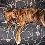 dog, brindle, couch, indoor, pet, relaxed, paw, fur, animal, canine, resting, comfort, pattern, fabric, home, living_room, carpet, domestic, cute, laying_down