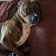 Birdie joined the competition — help win amazing prizes! dog, brindle, couch, indoor, pet, relaxed, fur, animal, cat, background, home, comfort, resting, mammal, paw, ear, face, looking, furniture, cozy