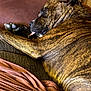 animal, blanket, brindle, canine, closeup, comfort, couch, cozy, dog, fur, home, indoors, napping, paw, pet, relaxed, resting, sleeping, tongue_out, wooden_wall