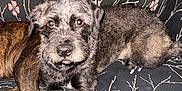 Nala joined the competition — help win amazing prizes! dog, couch, floral_pattern, pet, indoor, animal, fur, two_dogs, black_and_brown, looking_at_camera, relaxed, canine, companion, home, furniture, laying_down, cute, scruffy, domestic_animal, friendly