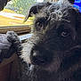 dog, pet, close_up, window, sunlight, fur, curly_fur, indoors, animal, muzzle, whiskers, nose, ears, looking, resting, home, daylight, texture, portrait, scruffy