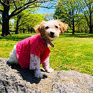Lia joined the competition — help win amazing prizes! animal, clothing, collar, cute, daytime, dog, floral_pattern, fluffy, grass, happy, nature, outdoor, park, pet, pink_shirt, rock, sitting, small_dog, sunny, trees