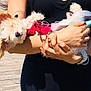 animal, arms, canine, cute, daylight, dog, fur, hand, harness, holding, outdoor, person, pet, puppy, relaxed, resting, sleeping, small_dog, sunlight, wooden_deck